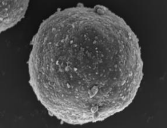 SEM image showing uniform carbon black coating layer on LiNiO2 cathode particles after VSH dry surface coating treatment