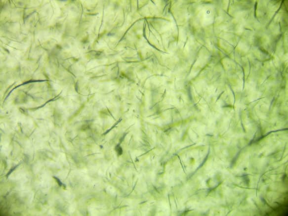 Competitor N carbon nanotube dispersion microscopy showing agglomeration clusters for comparison