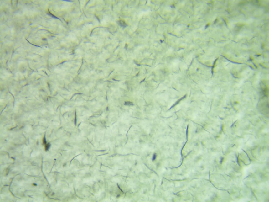 Competitor S carbon nanotube dispersion microscopy showing agglomeration clusters for comparison